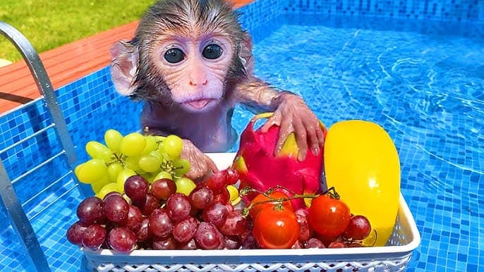Baby monkey partying in swimming pool