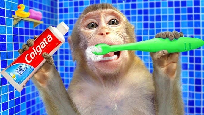 Monkey Learns tooth brush