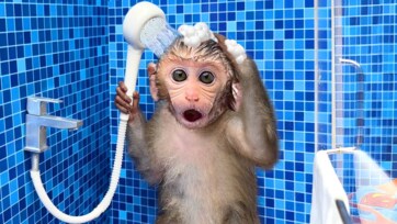Baby Monkey Taking a Shower – Cute Monkey Bath Time for Kids